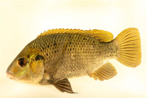 Mango Tilapia (Sarotherodon galilaeus) .